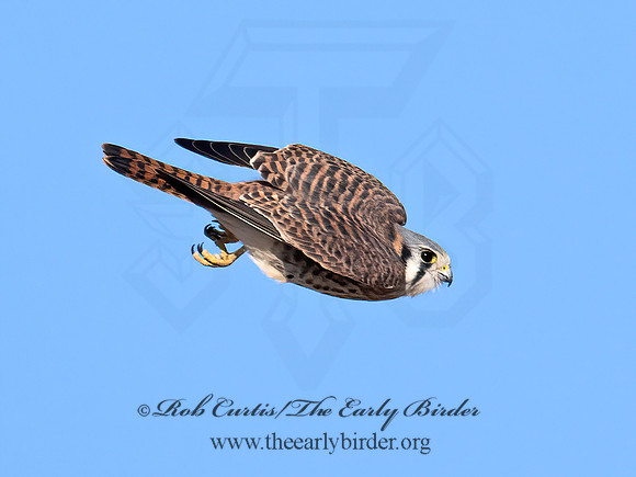 Falco sparverius  AMERICAN KESTREL 9072220z