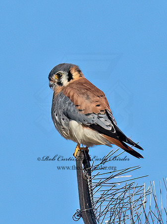 Falco sparverius  AMERICAN KESTREL 9072228z