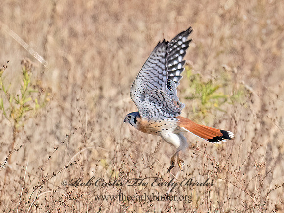 Falco sparverius  AMERICAN KESTREL 9072235z