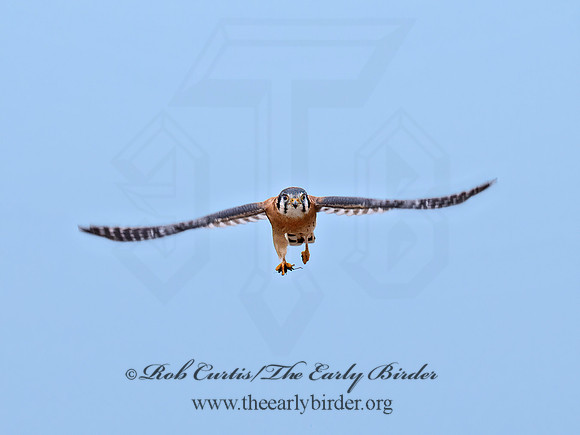 Falco sparverius  AMERICAN KESTREL 9072262z