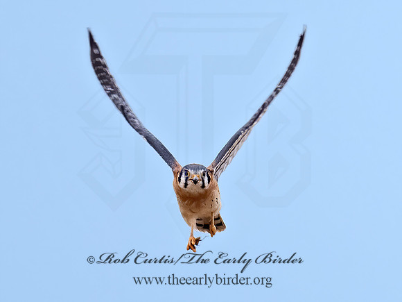 Falco sparverius  AMERICAN KESTREL 9072265z