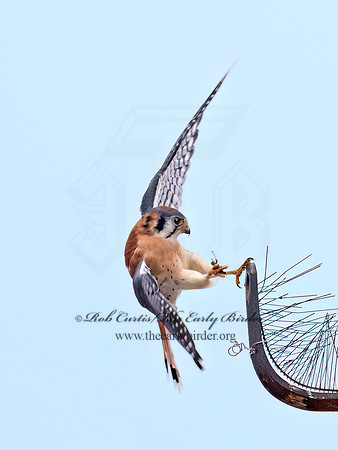 Falco sparverius  AMERICAN KESTREL 9072286z