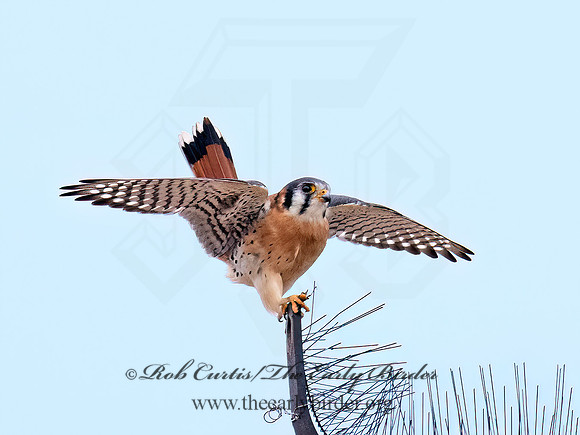 Falco sparverius  AMERICAN KESTREL 9072289z