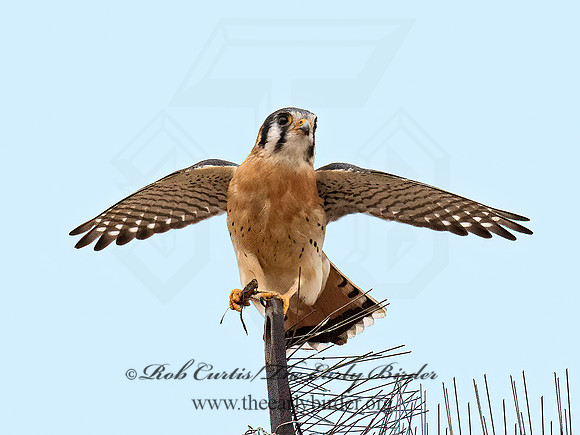 Falco sparverius  AMERICAN KESTREL 9072339z