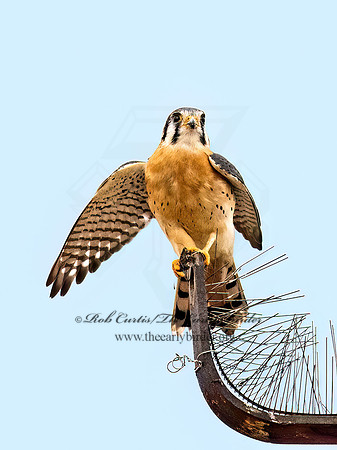 Falco sparverius  AMERICAN KESTREL 9072342z