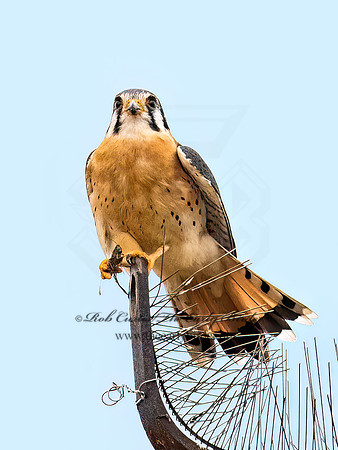 Falco sparverius  AMERICAN KESTREL 9072350z