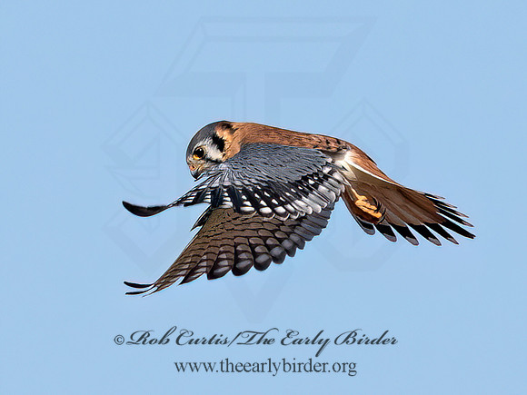 Falco sparverius  AMERICAN KESTREL 9072796z