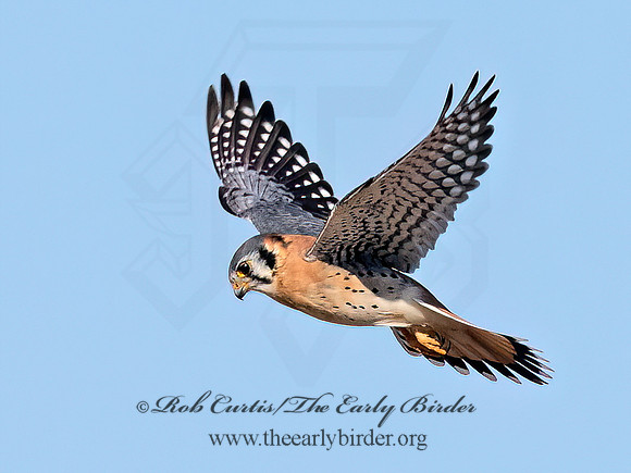 Falco sparverius  AMERICAN KESTREL 9072799z