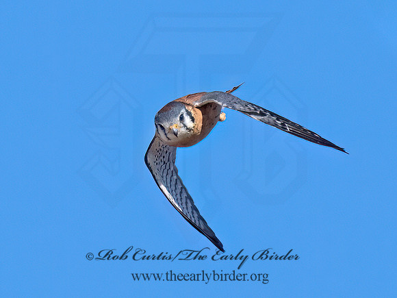 Falco sparverius  AMERICAN KESTREL 9072804z