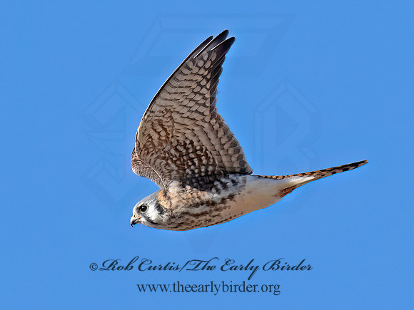Falco sparverius  AMERICAN KESTREL 9072872z
