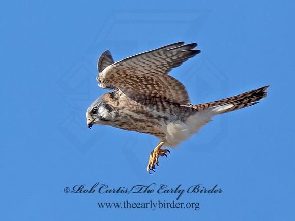 Falco sparverius  AMERICAN KESTREL 9072882z