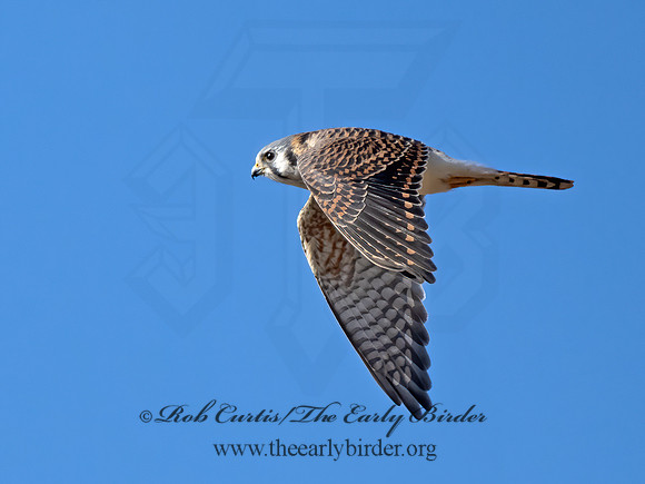 Falco sparverius  AMERICAN KESTREL 9072875z