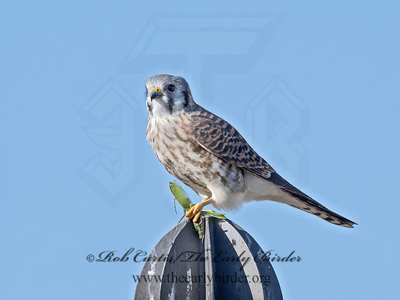 Falco sparverius  AMERICAN KESTREL 9072919z