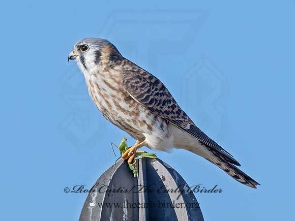 Falco sparverius  AMERICAN KESTREL 9072925z