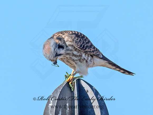 Falco sparverius  AMERICAN KESTREL 9072926z