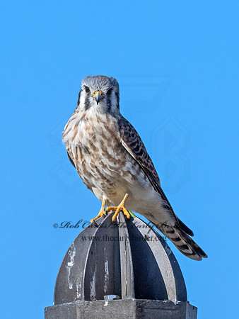 Falco sparverius  AMERICAN KESTREL 9072949z