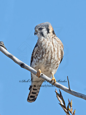 Falco sparverius  AMERICAN KESTREL 9072960z