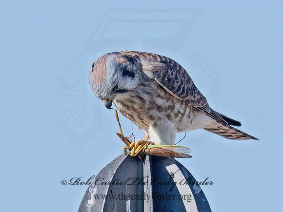 Falco sparverius  AMERICAN KESTREL 9072965z