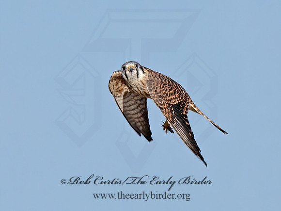Falco sparverius  AMERICAN KESTREL 9072597z