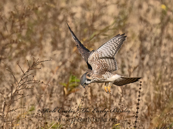 Falco sparverius  AMERICAN KESTREL 9072588z
