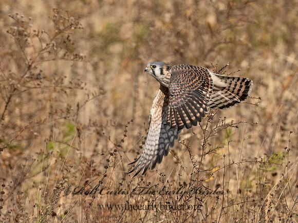 Falco sparverius  AMERICAN KESTREL 9072593z