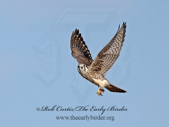 Falco sparverius  AMERICAN KESTREL 9072600z