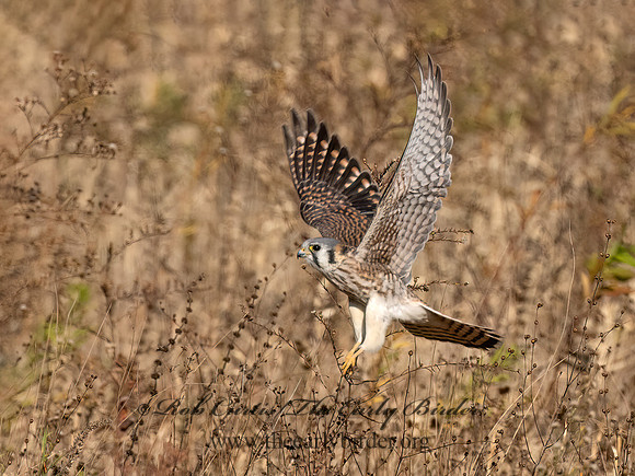 Falco sparverius  AMERICAN KESTREL 9072592z