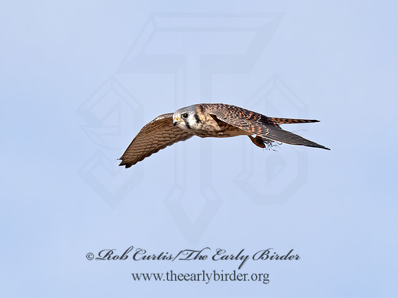 Falco sparverius  AMERICAN KESTREL 9072634z