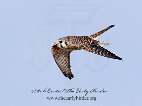 Falco sparverius  AMERICAN KESTREL 9072640z