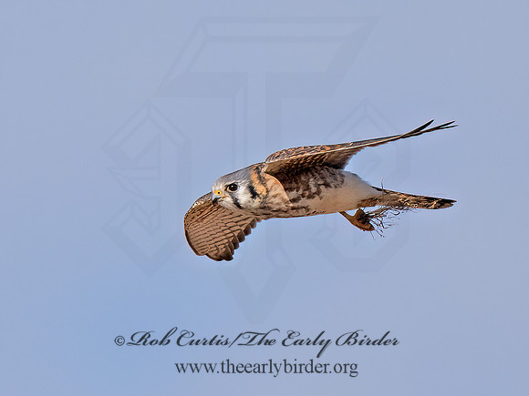 Falco sparverius  AMERICAN KESTREL 9072645z