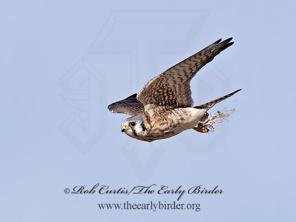 Falco sparverius  AMERICAN KESTREL 9072641z