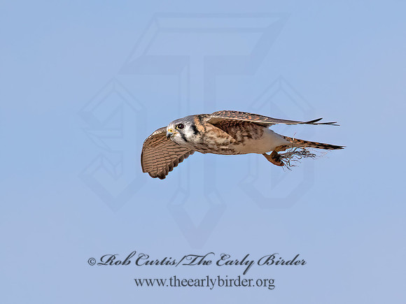 Falco sparverius  AMERICAN KESTREL 9072655z
