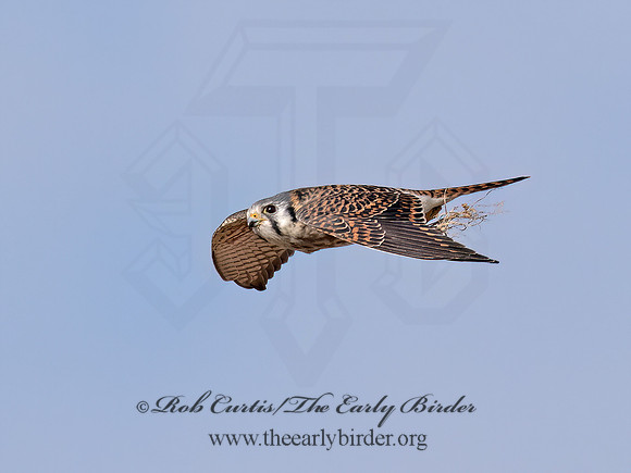 Falco sparverius  AMERICAN KESTREL 9072651z