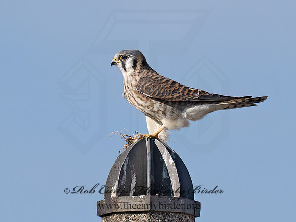 Falco sparverius  AMERICAN KESTREL 9072660z
