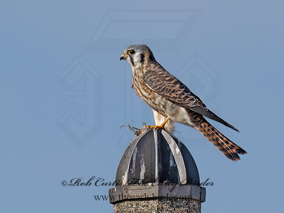 Falco sparverius  AMERICAN KESTREL 9072663z