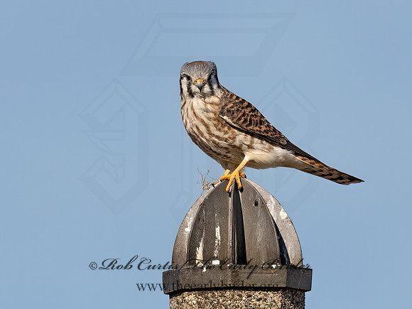 Falco sparverius  AMERICAN KESTREL 9072680z