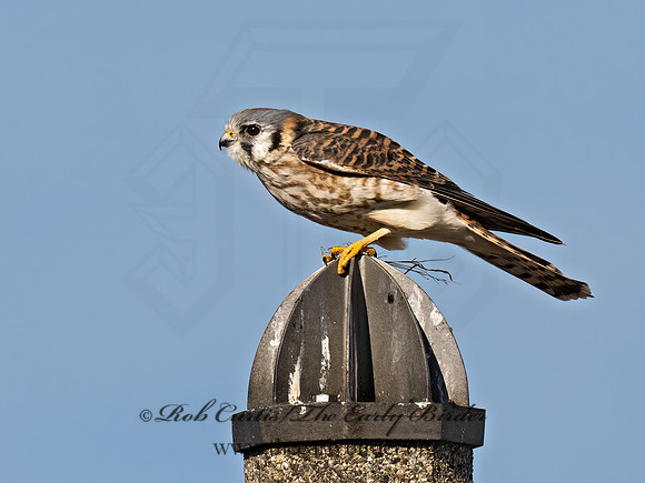 Falco sparverius  AMERICAN KESTREL 9072693z