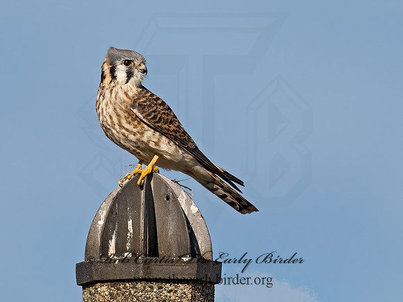 Falco sparverius  AMERICAN KESTREL 9072701z