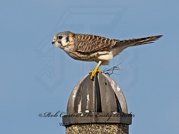 Falco sparverius  AMERICAN KESTREL 9072705z
