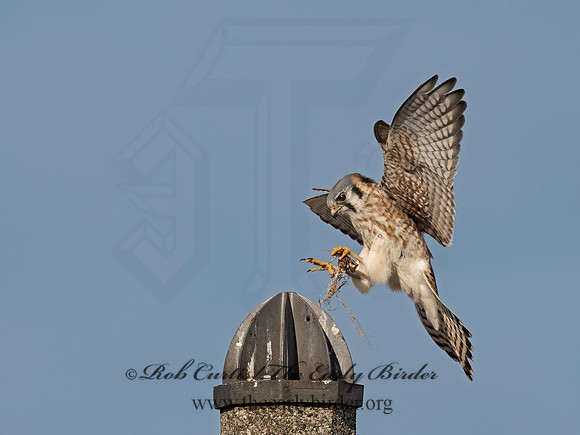 Falco sparverius  AMERICAN KESTREL 9072726z