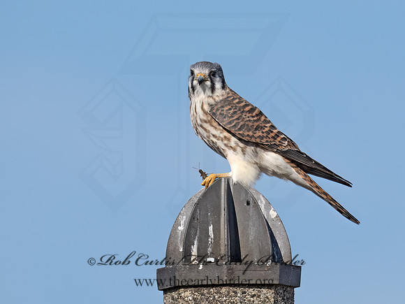 Falco sparverius  AMERICAN KESTREL 9072748z