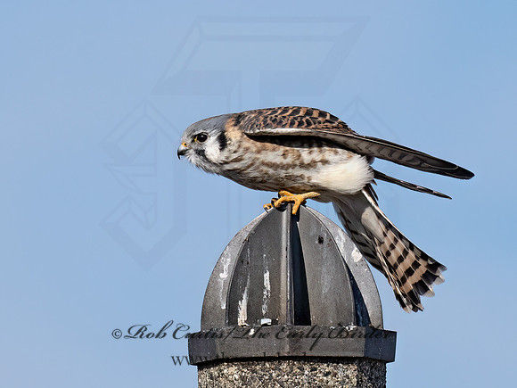 Falco sparverius  AMERICAN KESTREL 9072751z
