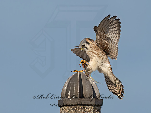 Falco sparverius  AMERICAN KESTREL 9072727z