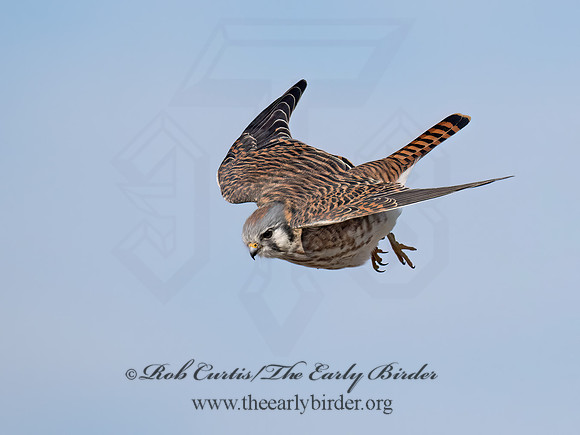 Falco sparverius  AMERICAN KESTREL 9072768z