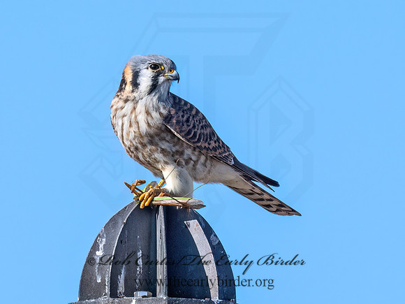 Falco sparverius  AMERICAN KESTREL 9072972z