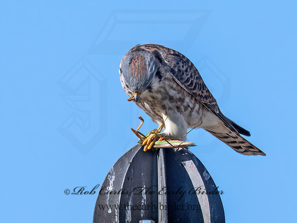 Falco sparverius  AMERICAN KESTREL 9072978z