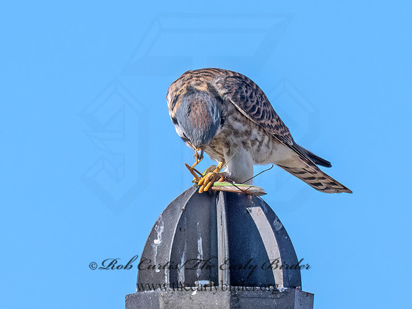 Falco sparverius  AMERICAN KESTREL 9072975z