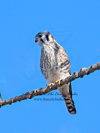 Falco sparverius  AMERICAN KESTREL 9072992z