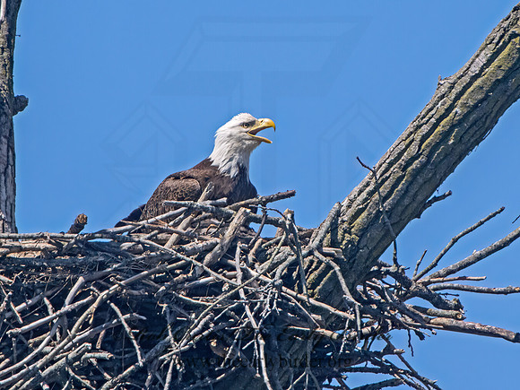 Haliaeetus leucocephalus  BALD EAGLE 9068266z