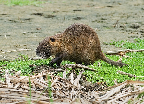 Myocastor coypus  NUTRIA 6022851 z